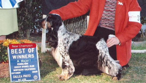 winfree english cocker spaniels