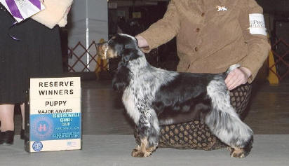 winfree english cocker spaniels