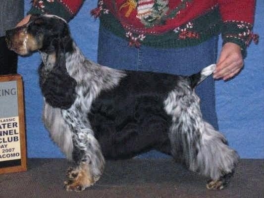 winfree english cocker spaniels